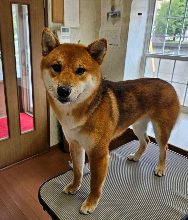 柴犬サムネイル