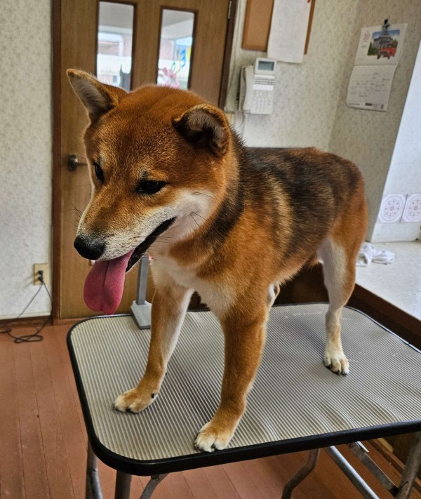 柴犬サムネイル